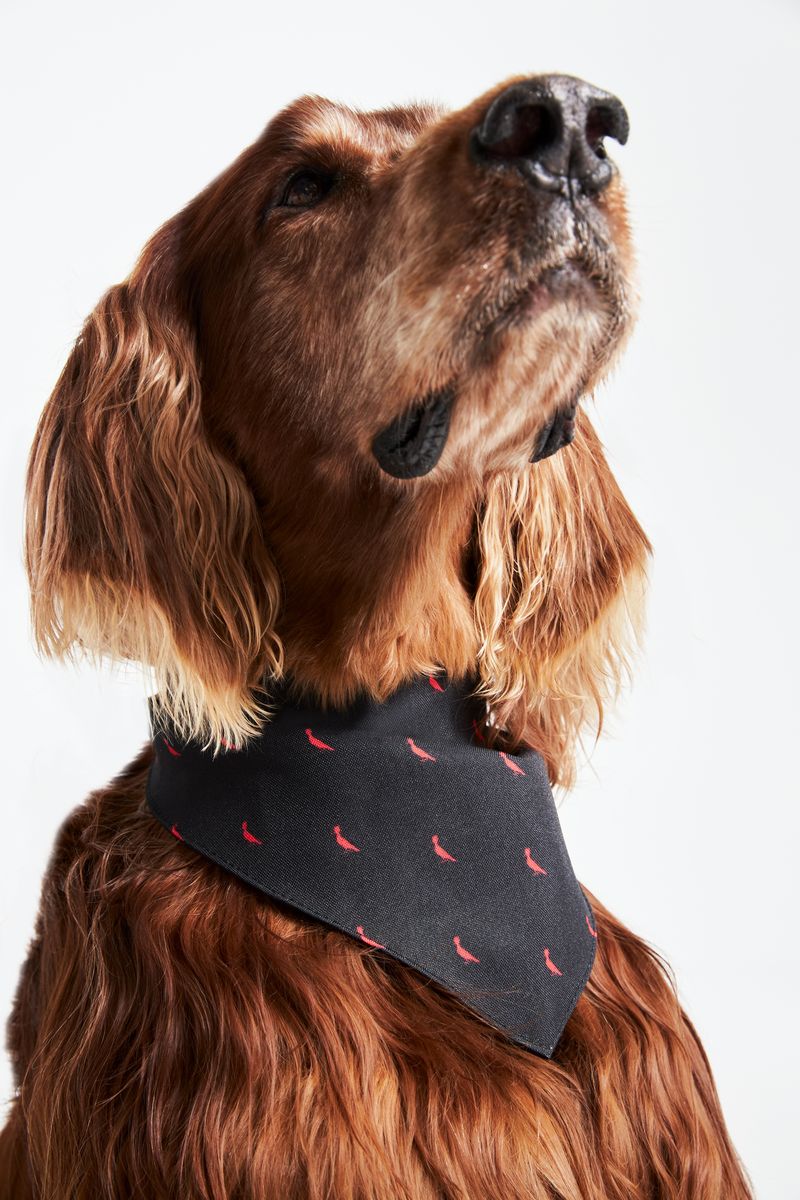 Dog bandanas on sale